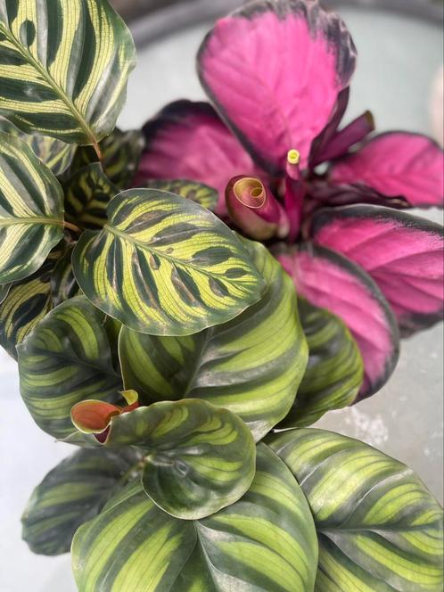 CALATHEA MIX 4ST, Huis en Inrichting, Kamerplanten, Overige soorten, Minder dan 100 cm, Ophalen of Verzenden