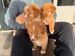 Nova scotia duck tolling retriever, Nederland, Parvo, 8 tot 15 weken, Meerdere
