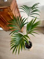 Prachtige Kentiapalm incl. pot, Ophalen, 100 tot 150 cm, Palm, Halfschaduw