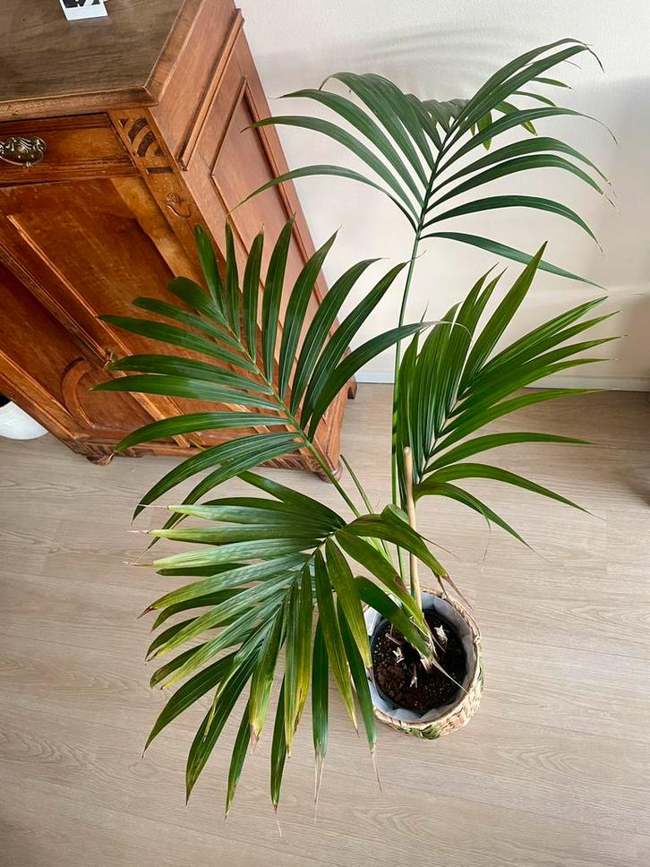 Prachtige Kentiapalm incl. pot, Huis en Inrichting, Kamerplanten, Palm, 100 tot 150 cm, Groene kamerplant, Halfschaduw, In pot