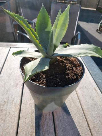 Agave in pot  beschikbaar voor biedingen