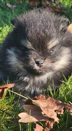 Pomeranian/ dwergkees/ pomeriaan teefje, Dieren en Toebehoren, Nederland, Keeshond, 8 tot 15 weken, Teef