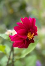 *** Dahlia knol roze paars rood 2323coenr, Tuin en Terras, Planten | Tuinplanten, Ophalen of Verzenden, Zomer, Overige soorten