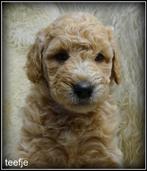 Labradoodle F4 pups Medium, Dieren en Toebehoren, Nederland, Overige rassen, 8 tot 15 weken, CDV (hondenziekte)