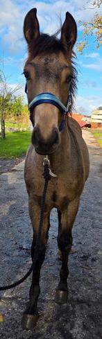 Hengstveulen van eind maart 2025, Dieren en Toebehoren, Paarden, Niet van toepassing, Hengst, 165 tot 170 cm, Gechipt