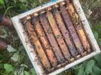 F1 Buckfast miniplus, Dieren en Toebehoren, Insecten en Spinnen, Bijen