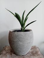 Lichtgrijze betonlook pot handgemaakt 20 cm met plant, Ophalen, Overige materialen, Rond, Binnen