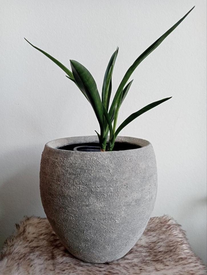 Lichtgrijze betonlook pot handgemaakt 20 cm met plant, Tuin en Terras, Bloempotten, Zo goed als nieuw, Overige materialen, Binnen