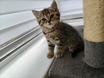4 Kittens Britse kortharen / Pers beschikbaar voor biedingen