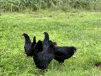 Jonge tamme Australorp kippen zwart gesekst en ingeënt, Dieren en Toebehoren, Pluimvee, Vrouwelijk, Kip