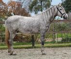 Prachtige onwijs lieve betrouwebare ruin, Dieren en Toebehoren, Pony's, E pony (1.48m - 1.57m), B, Ruin, 3 tot 6 jaar