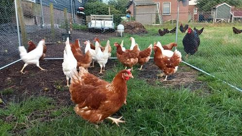 Mooie jonge legkippen te koop. Lees omschrijving., Dieren en Toebehoren, Pluimvee, Kip, Vrouwelijk