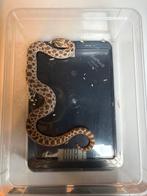 Heterodon nasicus Axanthic het ghost 1.0, Dieren en Toebehoren, Reptielen en Amfibieën, Slang