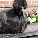2 zijde hoenen, Dieren en Toebehoren, Pluimvee, Meerdere dieren, Kip