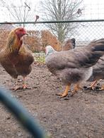 broedeieren, Dieren en Toebehoren, Geslacht onbekend, Kip