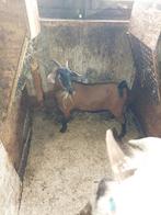Dwerggeit  met vleugje nubisch bloed gedekt, Dieren en Toebehoren, Schapen, Geiten en Varkens, Vrouwelijk, Geit