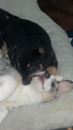 Cardigan Welsh Corgies, Parvo, 8 tot 15 weken, Teef, Meerdere