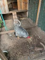 Te koop, Mannelijk, Kip