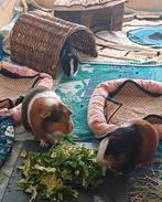 Cavia beertjes met alle toebehoren, Dieren en Toebehoren, Juli, Mannelijk, Cavia