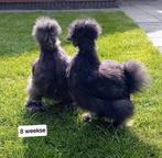 8 WEEKSE USA ZIJDEHOEN HENNETJES.   DARK BLUE & CHOCOLADE, Dieren en Toebehoren, Pluimvee, Vrouwelijk, Kip