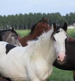 Grote Irish Cob/ Tinker jaarling hengst, Dieren en Toebehoren, Hengst, Minder dan 160 cm, Ontwormd, 0 tot 2 jaar