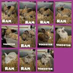 Mooie franse hangoortjes mogen vanaf 23 december verhuizen, Meerdere dieren, Groot