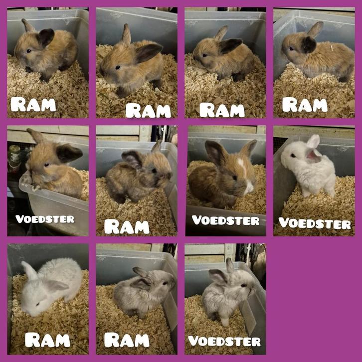 Mooie franse hangoortjes mogen vanaf 23 december verhuizen, Dieren en Toebehoren, Konijnen, Groot, Meerdere dieren