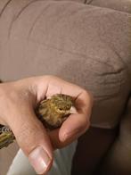 De prachtige kanaries begonnen met een mooie stem te zingen., Dieren en Toebehoren, Vogels | Kanaries, Mannelijk