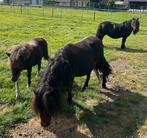Lieve shetlander pony ( stamboek) met merrie veulen, Dieren en Toebehoren, Pony's, Merrie, A pony (tot 1.17m), Recreatiepony, Gechipt