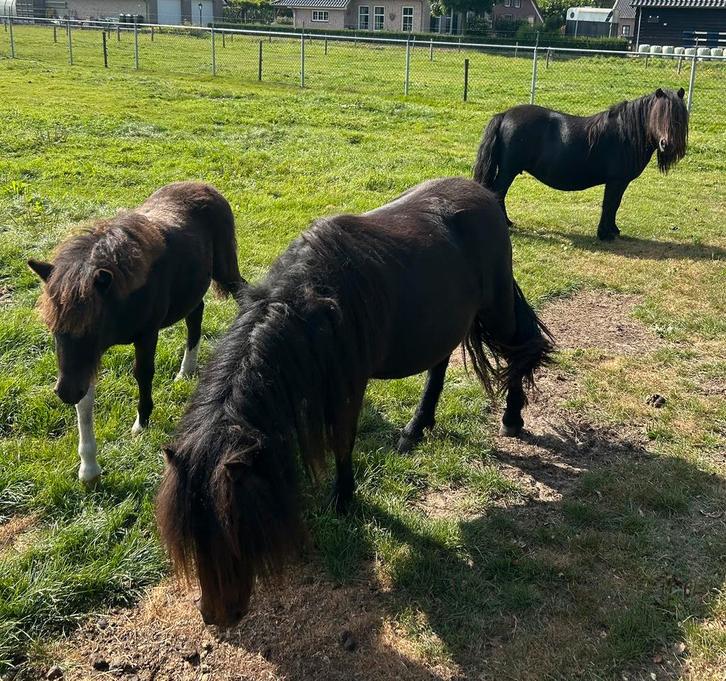 Lieve shetlander pony ( stamboek) met merrie veulen, Dieren en Toebehoren, Pony's, Merrie, A pony (tot 1.17m), Recreatiepony, 7 tot 10 jaar