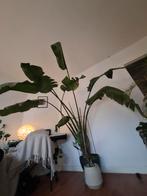 strelitzia / grote kamerplant (2,5 meter), Ophalen, 200 cm of meer, Overige soorten, In pot