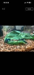 Blue garnalen, Dieren en Toebehoren, Reptielen en Amfibieën, Slang, 0 tot 2 jaar