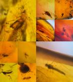 Barnsteen met insectjes, Ophalen of Verzenden, Mineraal