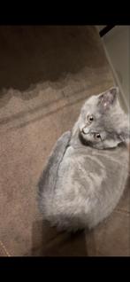 Britse korthaar kittens zsm ophalen, Kater, Kortharig, 0 tot 2 jaar