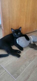 Jay is een prachtige kater van bijna 8 maanden jong, Dieren en Toebehoren, Katten en Kittens | Overige Katten, Kater, Kortharig