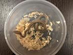 Tekoop jonge rattenslangen, Dieren en Toebehoren, Reptielen en Amfibieën, Slang, 0 tot 2 jaar