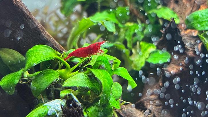 Neocaridina Red Sakura shrimp, Dieren en Toebehoren, Vissen | Aquariumvissen, Kreeft, Krab of Garnaal