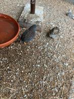 Stel kwartels, Dieren en Toebehoren, Meerdere dieren, Tropenvogel