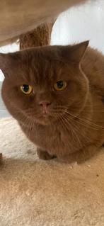 Britse korthaar cinnamon kater, Dieren en Toebehoren, Katten en Kittens | Raskatten | Korthaar, Kater, Gechipt, 3 tot 5 jaar