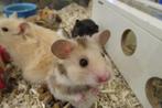 Jonge tamme goudhamsters, Hamster, Juli, Meerdere dieren, Tam