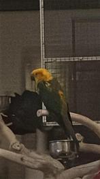 Zonparkiet, Dieren en Toebehoren, Vogels | Overige Vogels, Geslacht onbekend, Geringd