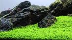 PRACHTIG groene mat Monte Carlo, SCHOON aquarium plant mooi, Ophalen