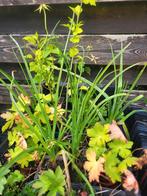 Div. Vaste planten, Tuin en Terras, Planten | Tuinplanten, Ophalen, Zomer, Overige soorten, Volle zon