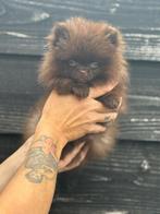 🐶 Zeer mooie Pomeriaan pup – teefje brown – nu beschikbaar!, Dieren en Toebehoren, Keeshond, CDV (hondenziekte), 8 tot 15 weken