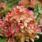 **ACTIE** Hydrangea paniculata Graffiti € 3,- 50% KORTING, Ophalen of Verzenden, Hortensia, Struik, Minder dan 100 cm