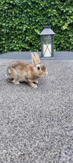 Lief rex dwerg konijntje vrouwtje van 12 weken oud, Dieren en Toebehoren, Vrouwelijk, Dwerg, 0 tot 2 jaar