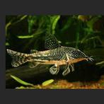 Corydora barbatus - Pantsermeerval - Koidream Valburg, Vis, Zoetwatervis, Schoolvis