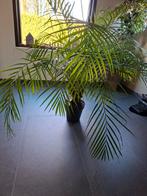 Mooie kamerpalm in pot, Palm, In pot, Minder dan 100 cm, Groene kamerplant