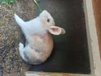 Lief, klein konijntje. Voedster, Dieren en Toebehoren, Konijnen, Vrouwelijk, Klein, 0 tot 2 jaar
