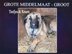 EEN LIEF MAATJE?  REUTJE OF TEEFJE LEES ADVERTENTIE, Dieren en Toebehoren, Honden | Niet-rashonden, Particulier, Rabiës (hondsdolheid)